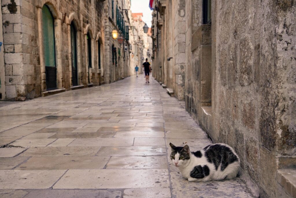 Narrow, quiet alley in Dubrovnik with a cat lying in the foreground